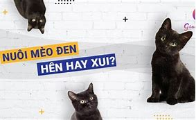 Nuôi Mèo Có Xui Xẻo Không